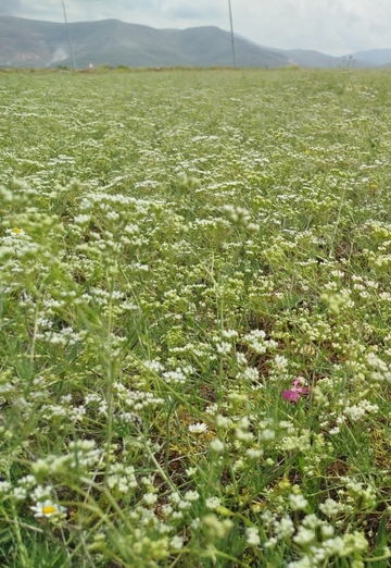 خورشيد (@dvybcoq66l) — my photo № 1