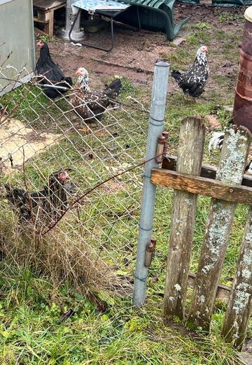 Stefan (@gartengeist) — my photo № 2