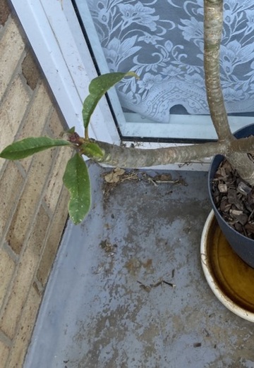 Lachlan (@lachlan20) — my photo № 1