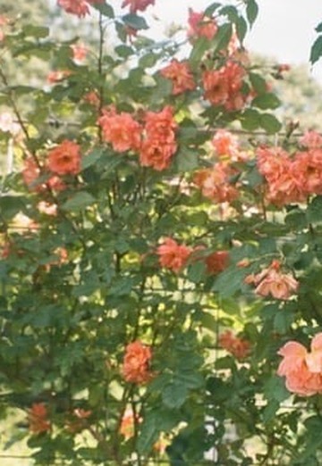 Davies Edholm (@daviii001) — my photo № 3